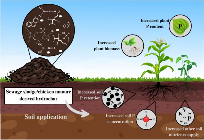 Hydrochars as slow-release phosphorus fertilizers for enhancing corn and soybean growth in an agricultural soil