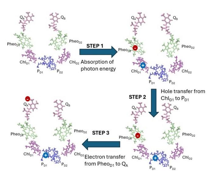 Unlocking branch selectivity mystery in photosynthesis