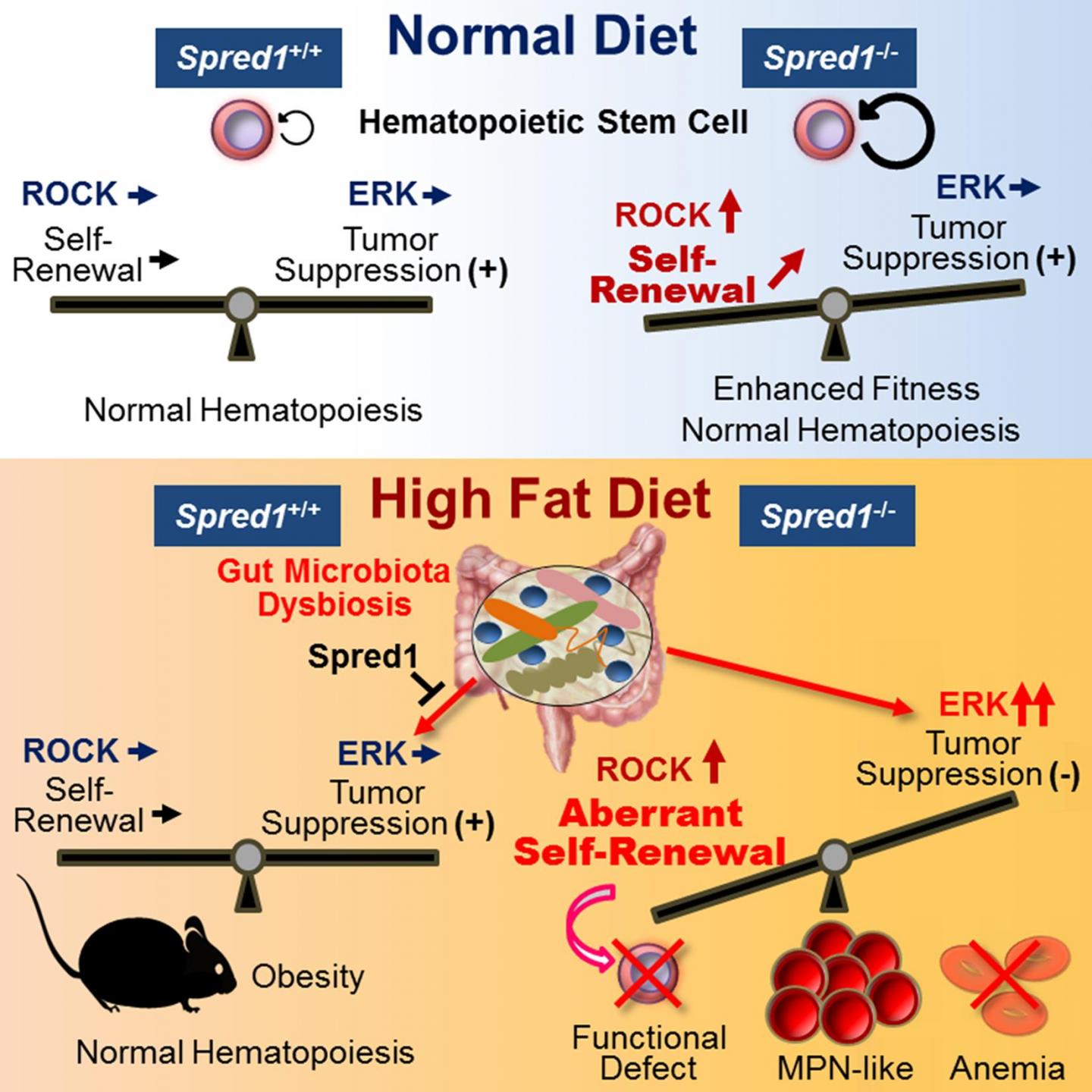 Figure 1. Graphical Abstract of the Paper