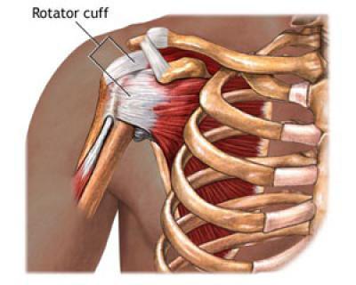 The Rotator Cuff