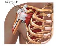 The Rotator Cuff