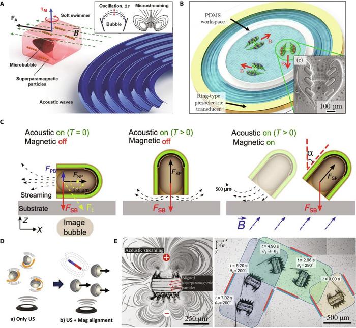 The microrobots propelled by an acoustic field and steered by a magnetic field.