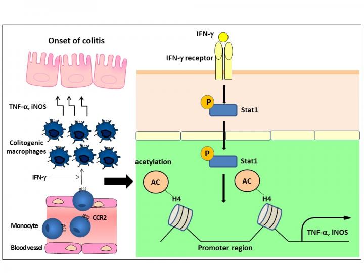 Induction Mechanisms of Colitogenic Macrophages
