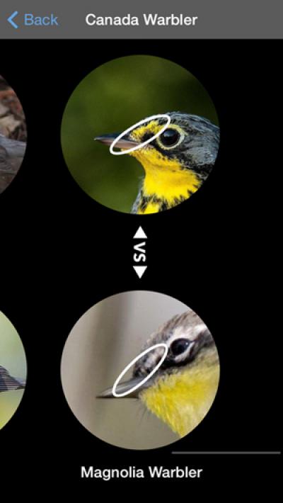 Birdsnap Comparison