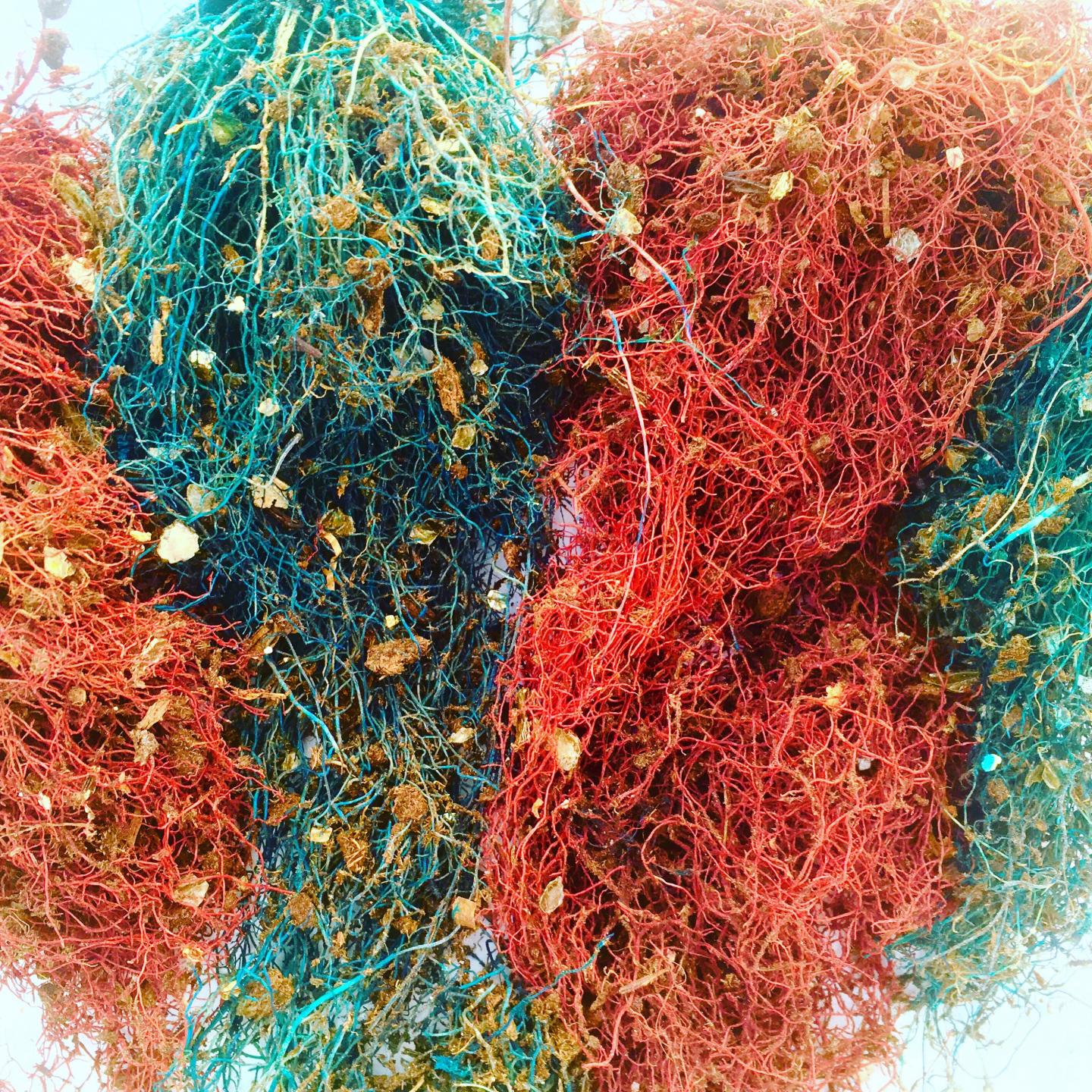 Pepper plant roots stained to study carbon mitigation strategies