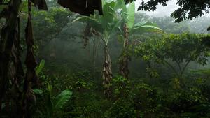 Shade-grown Coffee Farm