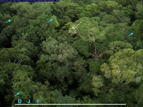Leaf Quality Drives Forests' Ability to Absorb Carbon