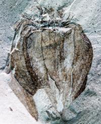 Fossil Tomatillo (2 of 2)