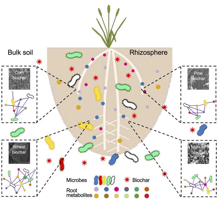 Biochar amendment modulates root metabolome and rhizosphere microbiome of wheat