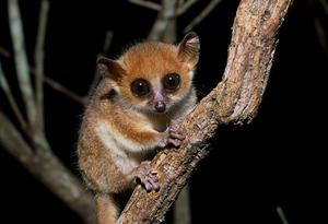 Madame Berthe's mouse lemur