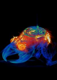 Imaging a Brain Implanted with a μ-ILED Device