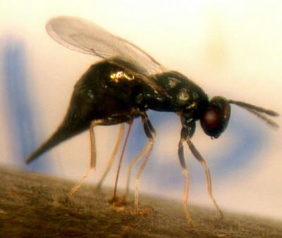 <I>Tetrastichus planipennisi</I>