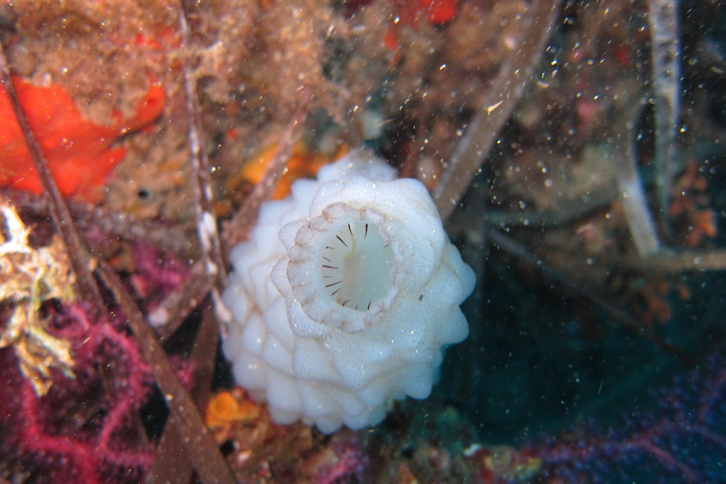 The <i>Ascidia phallusia mammillata</i>