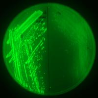 Solubility of Rnq1