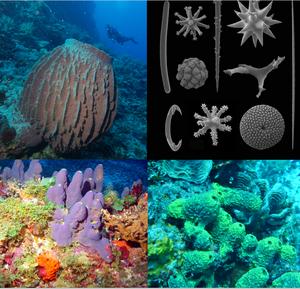 Bristol scientists discover early sponges were soft