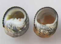 Unremodeled and Remodelled Shells
