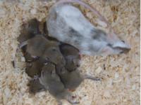 Chimera Mouse Generated from iPS Cells