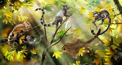 Reconstruction of New Mammals
