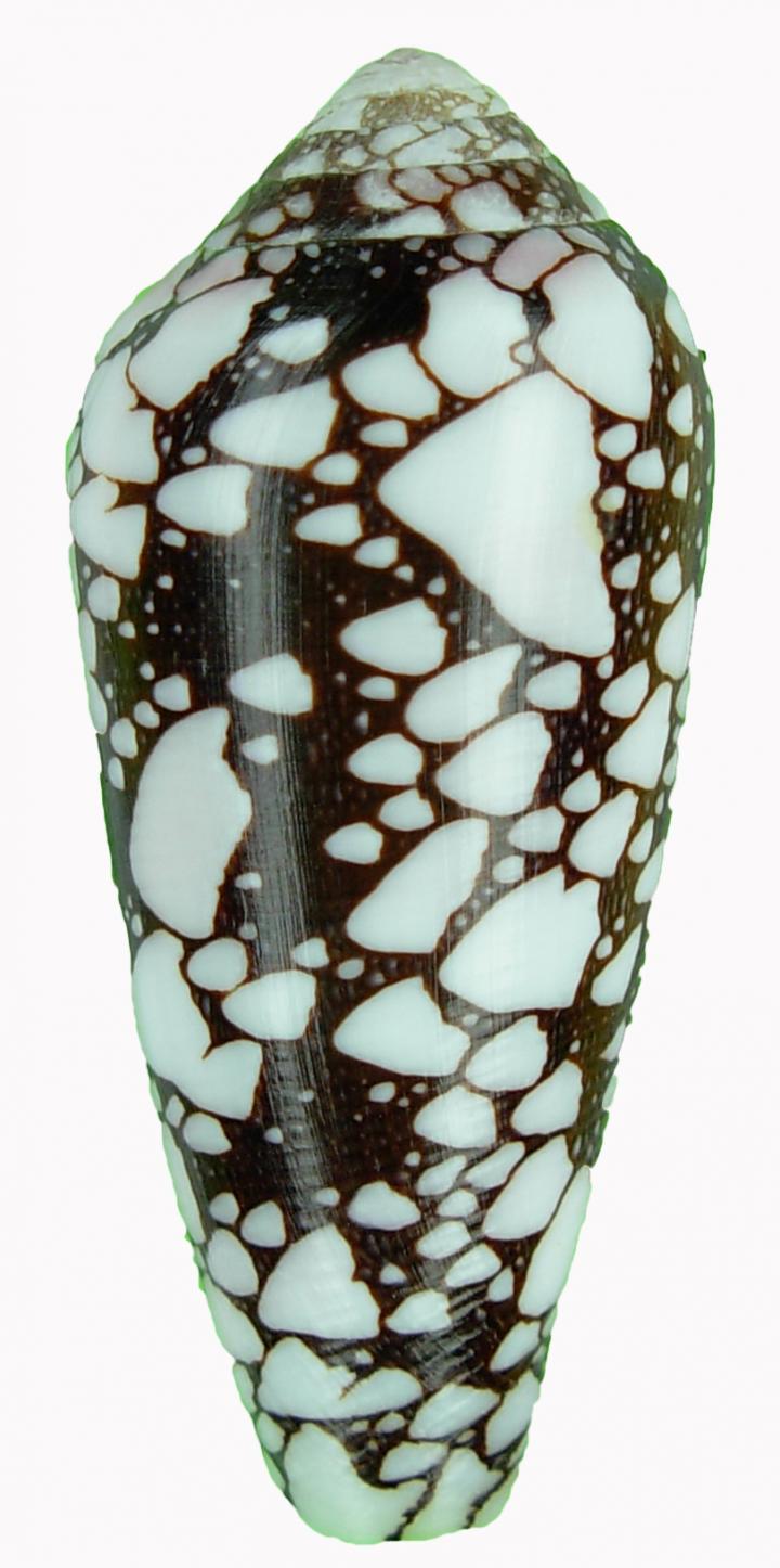 <I>Conus episcopatus</I>