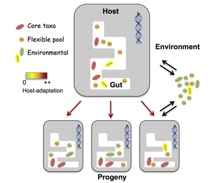 Core and Flexiible Microbiota