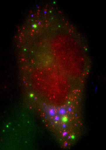 Cell Stress