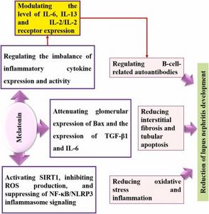 Intracellular mechanisms of melatonin in diseases and inflammatory conditions.