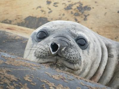 Jackson the Elephant Seal