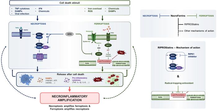 Figure 1. Necroptosis and ferroptosis: converging pathways and dual inhibition.