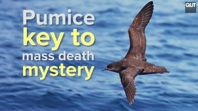 Pumice the key to solving seabird mass death mystery