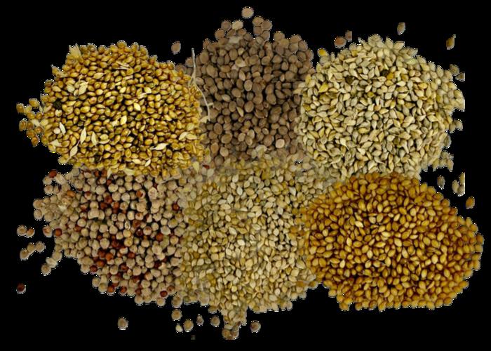 Indian millets