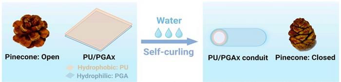 Shape changes and schematic diagrams of pinecones and polyurethane (PU)/γ-polyglutamic acid (PGAX) before and after soaking in water.