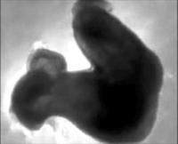 Fluorescently Labeled Chicken Embryo Heart Beating