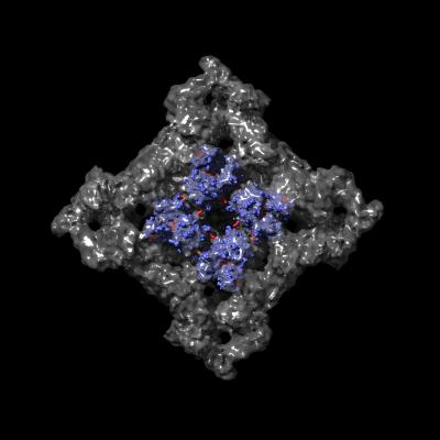Ryanodine Receptor