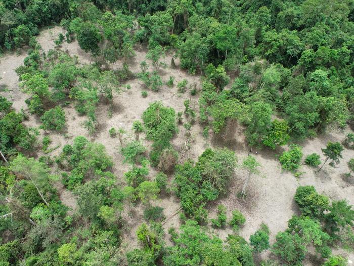 Pioneering research reveals tree-mendous potential of inexpensive drones to help community forests flourish and unlock restoration funding