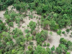Pioneering research reveals tree-mendous potential of inexpensive drones to help community forests flourish and unlock restoration funding