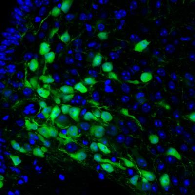 Neurons