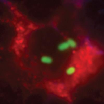 Trojan Cell