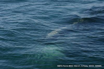 Whale