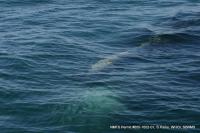 Whale