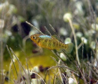 Evolving Pupfish (1 of 2)