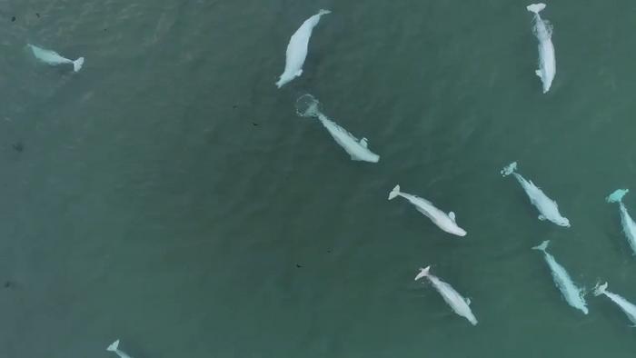 Strategic Sex - Beluga Whales