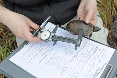 Bog Turtle Study
