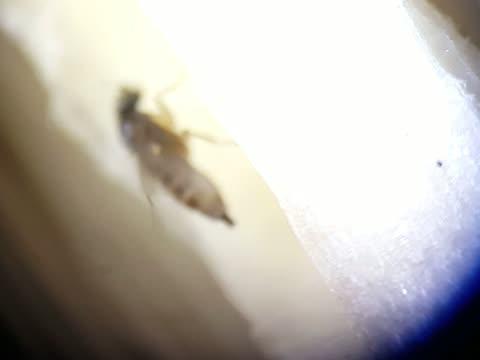 A Female Fly After Ovipositing in a Mushroom Cap