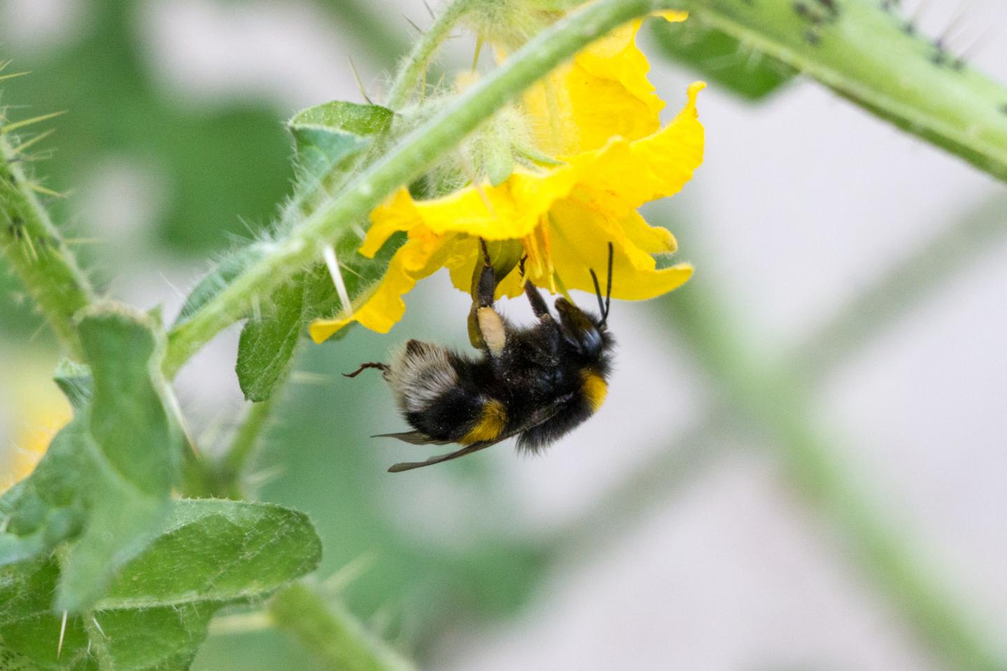 Bees