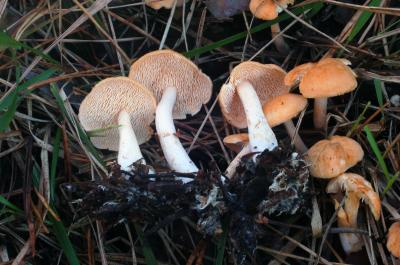 <I>Hydnum ovoideisporum</I>