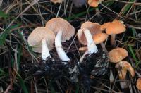 <I>Hydnum ovoideisporum</I>
