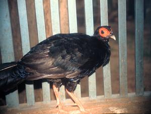 Vietnam pheasant in 1997