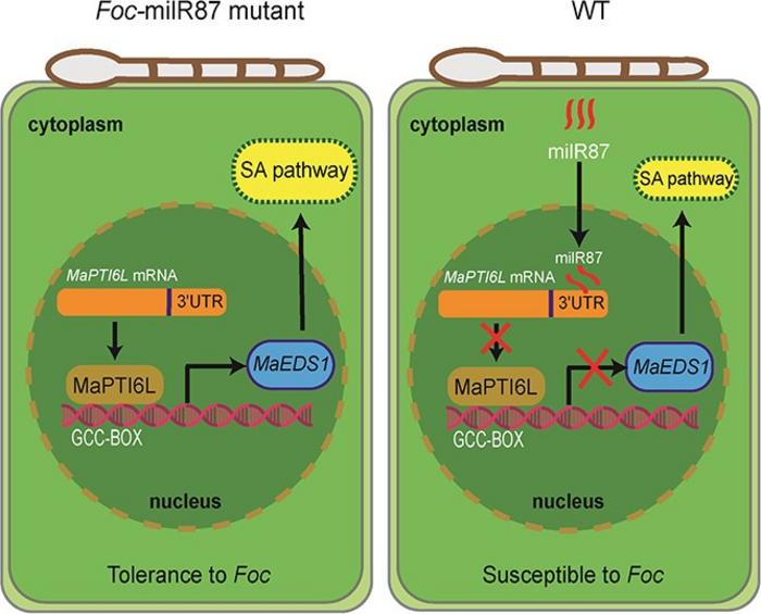 A Proposed Model Illustrating the Virulence Mechanism of Foc-milR87
