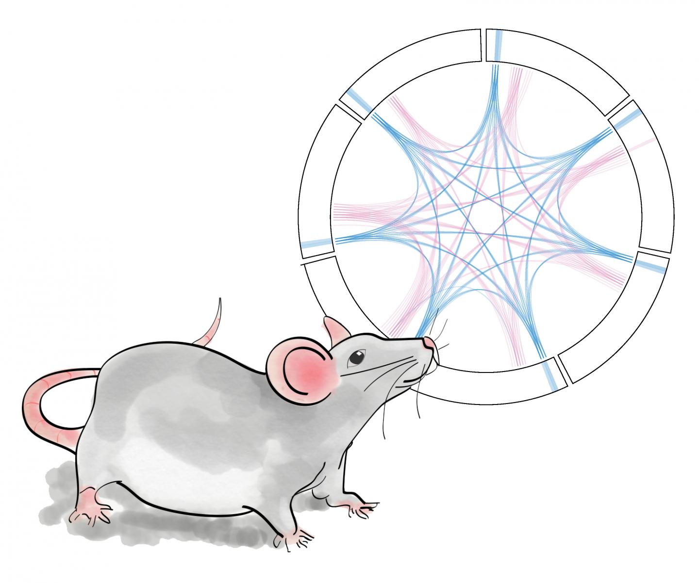 Mouse Brain Network