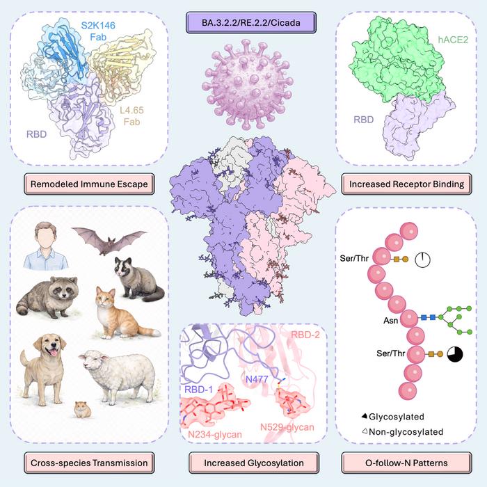 Structural features, receptor recognition, and glycosylation profiling of SARS-CoV-2 sub-variant BA.3.2.2/RE.2.2
